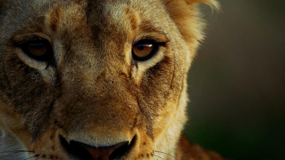 Malika the Lion Queen (2021)
