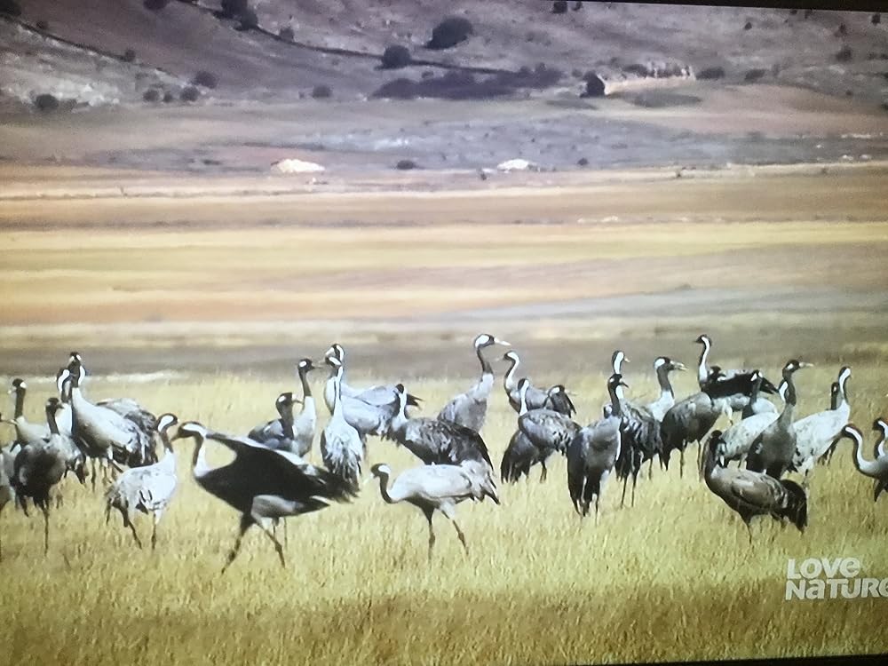Wild Iberia (2018)